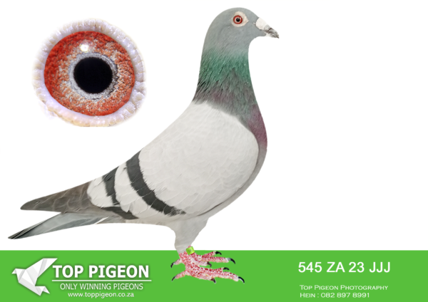 .LOT 2 JACO BUCKLE MDTC AUCTION 1 -ZA 23 JJJ 545 -SIBLING TO: “SILVER BUZZER” ZA 23 JJJ516 – 8 th POSITION HS5 VFWCPR 20244 WINNING $1500USD. HALF SIBLING TO: “SILVER SERAPH” ZA 22 JJJ 997 – 2 nd FINAL RACE VFWCPR 2023 WINNING $40 0000USD—————–SIRE ZA 20 VPU 1176 “LOUTJIE” STRAIN: TRIPLE J/GANUS & GADDIN OWNER: LOUTJIE KORFF  FATHER TO:  VFWCPR 2024 SERIES: “SILVER BUZZER” ZA 23 JJJ 516 8 th Position HOT SPOT 6, 318km————DAM DV 20 0414 1247 “SUPRE-MISSY” STRAIN: JACO BUCKLE MDTC EQUAL WINNER & Grand Ave Winner, (MDTR) 2021 – 600km. MOTHER TO: VFWCPR 2024 SERIES: “SILVER BUZZER” ZA 23 JJJ 516 8 th Position HOT SPOT 6, 318km VFWCPR 2023 SERIES: “SILVER SERAPH” ZA 22 JJJ 997 2 nd PRIZE WINNER FINAL RACE 2023 “SILVER GHOST” – ZA 22 JJJ 1000 3/1105P HOTSPOT 5, 318km -2 nd Prize Winner!SEE PEDIGREE!!!