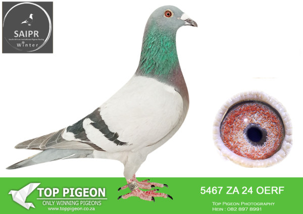LOT 71 SAIPR OLR – Bertus Nel 2- ZA OERF 5467 2024*** –
