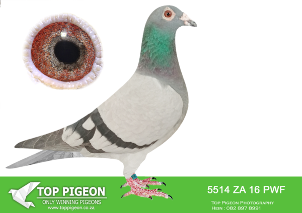 LOT 18 JACO BUCKLE MDTC AUCTION 1 -ZA 16 PWF 5514 -“DONSIE” ZA 16 PWF 5514 AS A BEGINNER IN 2015, PIET MYBURG (ZWDK) GAVE ME THE PARENTS TO “DONSIE” AS A GIFT WITHOUT PEDIGREES, HOWEVER SAID THEY WERE RELATED TO HIS EXSPENSIVE R250K IMPORTED JANSSENS. SHE IS THE FOUNDATION HEN TOGETHER WITH HER NEST BROTHER “ASHANTI” ZA 16 PWF 5515 AND MOTHER TO “LOSTRIS” ZA 17 SANPO 74499. SHE IS ALSO GRANDMOTHER TO: ZA 19 PRPC 19372 “VENI VIDI VICI” Alias “NO 1” – SIRE TO “THE SUPREME PAIR”. DURING 2023 I’VE DECIDED TO BREED “ASHANTI” & “DONSIE” AGAIN FOR STOCK AND THEY PRODUCED 7 OFFSPRING, ALL DIRECT SIBLINGS TO: ZA 17 SANPO 74499 “LOSTRIS” (MOTHER TO: ZA 19 PRPC 19372 “VENI VIDI VICI” Alias “NO 1” – SIRE TO “THE SUPREME PAIR”)SEE PEDIGREE!!!