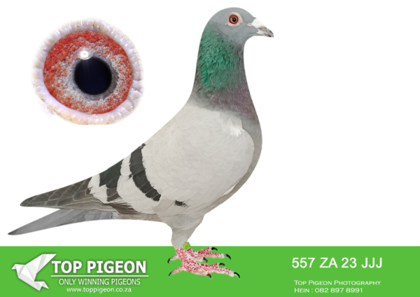 LOT 42 JACO BUCKLE MDTC AUCTION 1 – ZA 23 JJJ 557 -“OSCAR” SON TO: “WILLEM” X “BLOEM QUEEN” BRED TO: TRIPLE INBRED KLEMENS “POENA”—————-SIRE ZA 22 KPU 0262 “OSCAR” PIGEONEERS & PAINTER PUTTERIE Unfortunately, this pigeon broke both legs on a toss as youngster and was placed into the stock loft at PIGEONEERS. He was then later given to me to stock, when PIGEONEERS stopped breeding & racing.————-DAM ZA 21 JJJ 950 “POENA” JACO BUCKLE MDTC BRED FOR STOCK.SEE PEDIGREE!!!