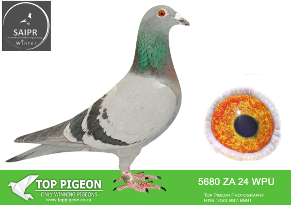 LOT 32 SAIPR OLR – Marnes Nel- za wpu 24 5680 -Child of my best cock, The Champion, 2443 wpud 2016. Twice the bird with the most points in our union as a year old and the following year in the open section. WPU. He bred so many winners through the years. The mother is my Ganus/ Euro Diamond cross hen. Super stars in her pedigree like Wolverine, Laura is a big winner, Sorrento, Said in spun silver from Mike Ganus. ————-SIRE: 2443 16 WPU D .Alias “T he Champion” Strain: Oscar/T om Lock Color: Pencil Check Year old with most points in the WPU union in 2017. 2018, most points in open section of the WPU union. Bred the year old pigeon with the most points in 2019 WPU union. He is also the Grandfather of LOVE 3 Super ace winner Victoria falls 2022.———-DAM:60 ZA 19 SRF .Alias “Bentley” Strain: Ganus/Euro Diamond Color: Blue Bar Bred by partnership, Dewald and Stefan. Father, bred by Mike Ganus. WOLVERINE, LAURA IS A BIG WINNER, SAID IN SPUN SILVER, SORRENT O in pedigree. 54th in SAMDPR final Feb 2019. His daughter, half sister of Bentley, 33rd in the samdpr final Feb 2020.SEE PEDIGREE!!!