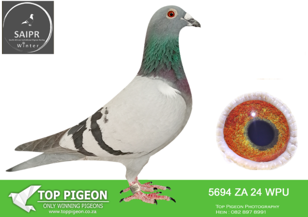 LOT 16 SAIPR OLR – Marnes Nel- za wpu24 5694 -7th FINAL race Saipr 2025 WINNING R50 000.00, 12th Grand averages Saipr winter race 2025. The full sister of this pigeon came 4th in Hotspot 5 out of 1559 pigeons Victoria falls 2025. Father is a cock from Egbert O’Kelly, 4th Ace Saipr 2022. He bred with different hens 16th final Victoria falls 2024, 27th Afrika pro final 2023 and 2nd Hotspot ace Saipr 2024. Mother is my 3rd final and 2nd ACE bird Carnival winter race 2023. I bought her back after the season————SIRE:8540 ZA 21 VPU .Alias “Ayrton” Strain: 00A ACES Color: Blue Bar Was 4th ace bird at Sappir one loft race 2022. 7th Hotspot 1, 11th Hotspot 3, 3rd (first drop) hotspot 4..————-DAM:1273 ZA 23 WPU.Alias “Integrity” 3rd place FINAL Carnival lofts 2023 and 2nd ACE PIGEON. Also came 13th 483km Race 6, joined 1st (18) in Race 2, 331km and 22nd 1 minute behind winner Race 4, 460km. Mother is 7610 wpu 2021. She is a half sister of LOVE 3, the Super ace winner and 4th grand averages Victoria falls 2022. 7610 .SEE PEDIGREE!!!