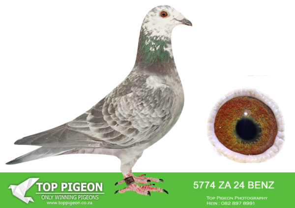 .LOT 4 PIGEON PALACE  – ZA 24 BENZ 5774 -Linebred Goed Grijs x Janssen van Loon. Currently the most sought after bloodline in the————-SIRE:PWDU-21-3018 C. PROF DE JAGER.Top stock cock. Bred from a click pair that bred super birds at the Pigeon. Palace. Numerous brothers and sisters in our stock loft. Van Loon Janssen base.—————DAM:NL-23-9559269 H ‘Gucci Goed Grijs’ Henk Douna.Bred from a click pair & sister to excellent racers. ‘Gucci Grizzle’ bred from direct Gebr. Leideman ‘Viton x daughter Goed Grijs’ is full sister to ‘Speedy Grizzle’ 1st. Nat. Asduif Natour WHZB 19 Eijerkamp Lofts. ‘Dgt. Gucci Grizzle’ won 1 Prov Asduif snelheid ’21.SEE PEDIGREE!!!!