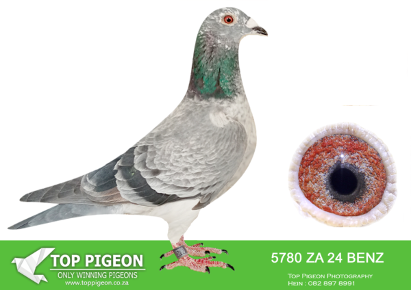 .LOT 2 PIGEON PALACE  – ZA 24 BENZ 5780 -Goed Grijs from Eijerkamp lofts, top birds!————SIRE:NL-23-9100769 C Goed Grijs Eijerkamp H&E. J Eijerkamp. Son Jamie x Miss De Duif.. Grandson of the super couple Viton x Daughter Goed Grijs.————DAM:ZA-17-28777 H ‘Super 777′ van Loon.Superbreeding hen !!! Gold medal Ace PWDU old birds ’19. 3rd Ace short distance & 7th best Yearling union 18. 28777 aka the ’10 min pair hen’. Dam to great champions like 3047/21 winner by 10 minutes! The 10 minute pair bred more than 10 winners to date!SEE PEDIGREE!!!