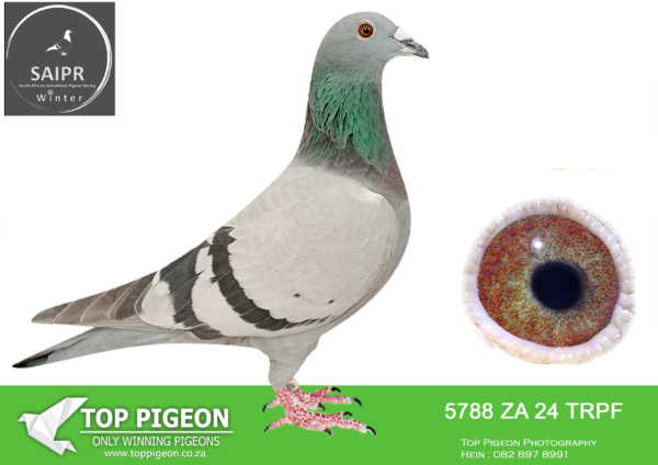 Z..LOT 114 SAIPR OLR – The Usual Suspects- za trpf 24 5788*** –
