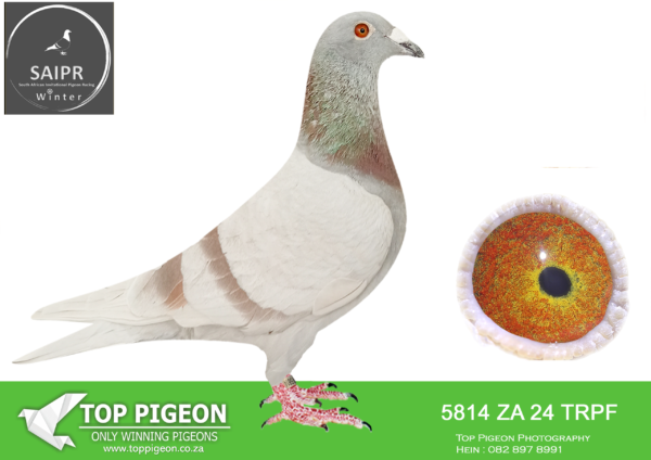LOT 38 SAIPR OLR – Tnt elite centre 1- za trpf 24 5814 -What a superb pedigree – Combining “Big Time” From Rik Heremans, “Big Bubbles” from W.De Bruijn and the very best of Blizzard King Kittels from Yannick De Ridder (Flanders Collection”. A Powerhouse blend of proven champions and world class bloodlines.————SIRE:BE 20 3020282 Strain: Luc Sioen Color: B/Bar. SIRE IS BE 11 6244606 Alias “Big Time” Strain: Rik Hermans Father Anouk(3142054-12) Stockhen 4 Nat. Poitiers-13134p. 9 Nat z Chateauroux-4107p 7 & 11 Prov. Tours- 6400p-2297p Anouk is mother “Jessie” 792-16 1 Best of Belgium 2018 3 Hafo Races 8 Nat. Ace Pigeon KBDB Gr. hafo ’18 Grandmother “Axana” 780-16 1 Best of Belgium 2018 7 hafo races 1 Best of Belgium 2018 6 hafo races.—————-DAM:NL 24 8507010 Strain: Blizzard King Kittel Color: Mealy. SIRE IS BE 23 4190839 Alias “Cherry Blossom Blizzard” Strain: Blizzard King Kittel.Purchased directly from Flanders Collection Cherry Blossom Blizzard is a superbly bred individual and a superstar in the hand.SEE PEDIGREE!!!