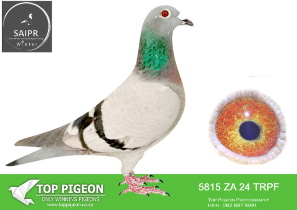 .LOT 1 SAIPR OLR – Tnt Elite Centre 2- za trpf 24 5815 -14TH FINAL —-This pigeon is truly bred in the purple, carrying the bloodlines of legendary Belgium Racers such as “Best Kittel”, “Leontien” and “Blizzard King Kittel”. Its full brother, “Best Blizzard King Kittel” proved the strength of the line by ranking as the 2nd best yearling and Best cock on the short distances in the TRPF 2025 Season.——–SIRE:BE 22 3031753 Alias “BK’s Ace” Strain: Best Kittel Color: B/Bar.Inbred Best Kittel X 1° Nat Ace SMD ’21.————-DAM:BE 23 4190786 Alias “Blizzard’s Princess” Strain: Flanders Collection Color: Grizzle.Full Sister to Blizzard Legend 3 Prize Winner 4,021p 3 Prize Winner 1,385p °3 Prize Winner 899p 15 Prize Winner 4,347p 955 Prize Winner 1,675p 123 Prize Winner 3,054p.SEE PEDIGREE!!!!