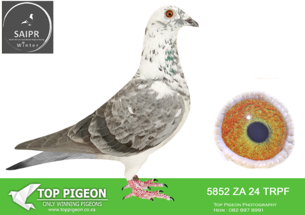 LOT 88 SAIPR OLR – Roland & TNT- za trpf 24 5852*** –