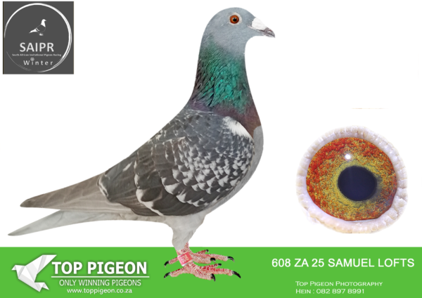 Z..LOT 123 SAIPR OLR – Samuel lofts- za samuel lofts 24 608*** -7TH HOTSPOT 2 , 5TH HOTSPOT 4————–SIRE: 294 ZA 22 SAMUEL .Strain: Samuel Lofts FULL BROTHER TO; TRPF ZA21 2521 3rd Race 4. 330km 7th Ace Bird 16th Final Race. 601km. GRANDCHILD TO BEST KITTEL.————DAM:10393 ZA 22 VPU .Strain: Samuel Lofts 1ST YB NATIONAL COMPETION 1ST CLUB.3RD UNION COLESBURG 520K YB 1ST CLUB. 10TH UNION SMITHFIELD 470KM. GAUTENG COMBINE OPE. HALFSISTER TO; ZA20 VPU 1399 2ND CLUB. 39TH UNION SMITHFIELD 470KM, GAUTENG COMBINE 2023 5TH CLUB, BLOEMFONTEIN. 312KM 2022 8TH CLUB . HANOVER 588KM, RACING THREE CONSECUTIVE WEEKS.SEE PEDIGREE!!!