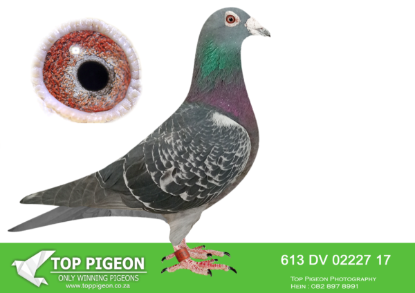 LOT 46 JACO BUCKLE MDTC AUCTION 1 – DV 02227 17 613 -SIRE:06067-11-294 V Hick 294 gehämmert Super l Jan Aarden, ТОР BIRD OF Joachim Hick, Seiferts.————–DAM:SA 16-4873 W Spirit Chance Africa  Super BIRD aus ‘Spirit Chance’ x BEST Weitstreckenweibchen SEASON 2016 Bestes Blut von Bayern-Marathon PIGEON.SEE PEDIGREE!!!
