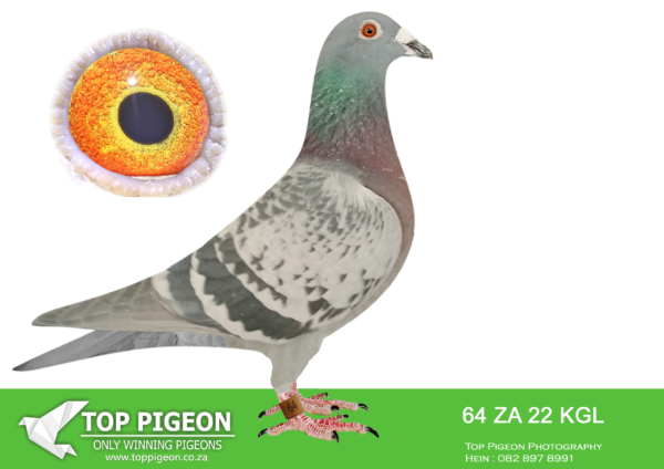 .LOT 8 PIGEON PALACE – ZA 22 KGL 64 –