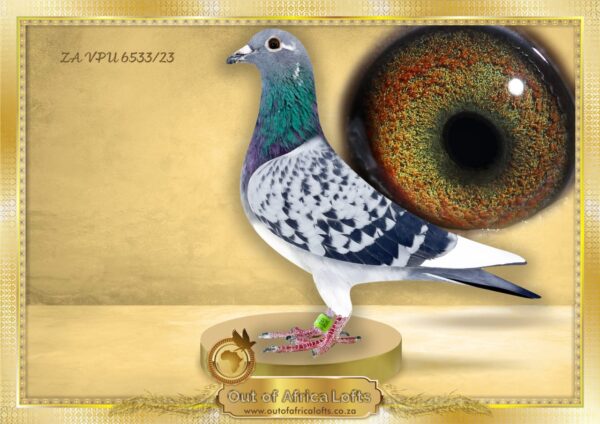 LOT 22 END AUGUST –ZA 23 VPU 6533 -“ APPLE OF MY EYE “ – The THREE BEST T LOCK One Loft breeders in South Africa IN ONE HEN! – Her sire is full brother to the dam of 1st by 21 minutes National Lofts Eastern Cape, 600km, vel 937 only 3 day birds!  2022– ZA GPU 1496/21 Bred by D Scholtz – ZA THU 09368/08 ” OOGAPPEL” is Dam to ZA THU 16016/09  -2 x WINNER- Bred by OOA Lofts. – Granddam & ggdam  to many winners !! SEE PEDIGREE!!!