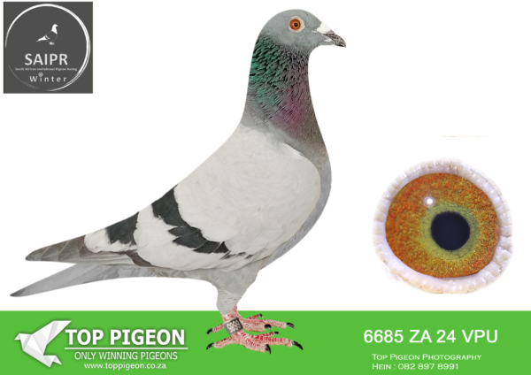 LOT 13 SAIPR OLR – RVV & OOA- za vpu 24 6685 · “Shakalaka” -SIRE:ZA 19 OOA 248.Alias “SIRE 810 X ACES SUPERPAIR Str: 810 X 08816 Color BB.SUPER PAIR IN THE MAKING 2/2 HITRATE Sire to 2x Equal 1st Winners first.————-DAM:ZA 20 VPU/D 964 Alas “DAM 810 X ACES SUPERPAIR Strain OOA ACES.ZA VPUD 964/20-“NEW SUPER BREEDER 2/2 HITRATE Dam to ZA DLS 6982/22 Equal 1st-2nd on the drop of 6.SEE PEDIGREE!!!