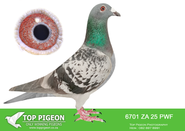LOT 35 JACO BUCKLE MDTC AUCTION 1 -ZA 25 PWF 6701 -BRED FOR STOCK DURING 2024/25 – BREEDING THE SIRE TO: “WILLEM”, THE “SUPREMACY LEGACY PAIR” BREEDING COCK TO THE GRANDMOTHER OF “THE SUPREME PAIR” & G/GRAND MOTHER TO: “SUPRE-MISSY”, THE BREEDING HEN OF THE “SUPREMACY LEGACY PAIR”—————–SIRE 2013 MASKAM 1058 “MASKAM” OWNER: JACO BUCKLE MDTC CLAUSING GRANDSON KING DAVID SIRE TO “WILLEM”: “SUPREMACY LEGACY PAIR” FATHER TO: OVERALL SANPO DOUBLE SILVER MEDAL WINNER MIDDLE DISTANCE 2021 SOUTH AFRICA!—————-DAM ZA 16 PWF 5514 “DONSIE” JACO BUCKLE MDTC NEST SISTER to “ASHANTI” AND ALSO FOUNDATION HEN OF THE JACO BUCKLE MDTC OLR BLOODLINE! GRANDMOTHER TO: ZA 19 PRPC 19372 “VENI VIDI VICI” Alias “NO 1” – SIRE: “THE SUPREME PAIR”.SEE PEDIGREE!!!!