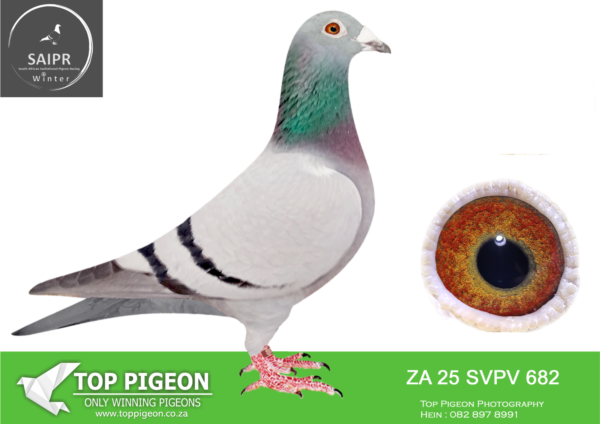 Z..LOT 124 SAIPR OLR – JJJ vd Linde & Van Staden Qualygrow- ZA SVPV 682 2025*** -SIRE:SIRE:6713 NKHPT 21 “JJJ’S ROCK”. BRED FOR STOCK. THIS IS A FULL BROTHER TO ROCKY. BRED FROM “BOYTJIE” WHO WERE SOLD FOR R52 000.00 MATED TO “JBM’S GIRL” WHO WERE SOLD FOR R86 000.00 ON TOPPIGEON.——–DAM: 1477 BPF 19. Alias “”APPLE EYE”” Strain: JJJ Van Der Linde Color: CHECK BRED 1ST ACE BIRD OLR WINNERS FLIGHT 2020 BRED EQUAL WINNER 2ND BY 4 MINUTES OLR FINAL DINOKENG 2022 ONLY TWO BIRDS ON THE DROP !!! FULL SISTER BRED 4TH ACE BIRD ”PILOT EYE” OLR DINOKENG 2020,SIRE TO ”MISS NAVIGATOR” BAKKIE WINNER DINOKENG 2021.FULL BROTHER”APPLE PRINCE” BRED FIRST SEASON JJJ’STORM 3X EQUAL WINNER,RACE 1,HOTSPOT 2,HOTSPOT 3 OLR DINOKENG 2021 SEE PEDIGREE!!!!!!!