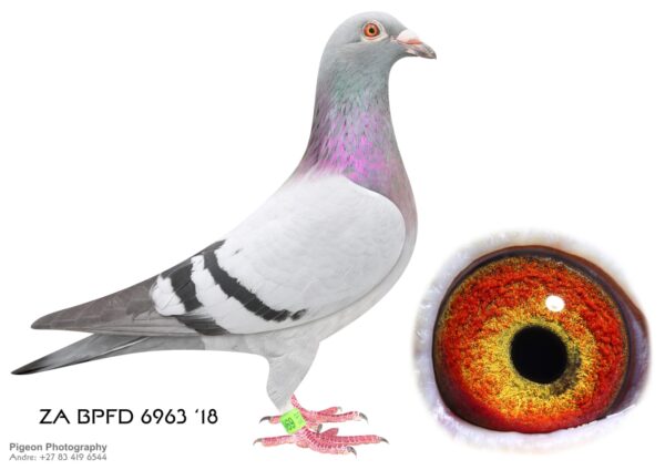 .LOT 1 TSUNAMI LOFTS – ZA 18 BPFD 6963 ——-SIRE:2102 SVPV 16.Strain: M AELBRECHT/DE RAUW SABLO Color: Blue Bar.HIS FULL SISTER IS THE DAM TO MAGICI” EQUAL WINNER-IST BARZALONA FOR BREEDER JBM HERTZOG,ONLY 4 PIGEONS ON THE DROP——–Dam: 14810 ZA 15 Colour: BB FINE DESIGN . 810 SABLON COLLECTION. DIRECT CHILD TO “BOYTJIE”(SOLD FOR R52 000.00) AND “JBM’S GIRL” (SOLD FOR R86 000.00) . INBRED AND LINEBRED TO SUPERBREEDER “810” & “970” BRED FOR STOCK DAM TO JBM`S “DAILY LOTTERY” 2017 ENTRY SAPIR INT. ONE DAY LOFT RACE FOR JBM HERTZOG 2ND (EQUAL WINNER WALKED IN SECOND) HOT SPOT 3 1/09/17 -1650.9394 M/MIN -370KM.SEE PEDIGREE!!!
