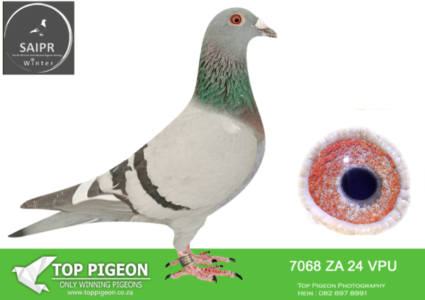LOT 53 SAIPR OLR – OOA & RVV- za vpu 24 7068*** · Magic -SIRE:ZA 21 VPU 8573 Alias “NEW CHAMP Strain CLAUSING COLLECTION Color Bb ZA VPU 8573/21-Proven breeder in first year of breeding.———–DAM:ZA 21 VPU 735 Alas “NEW LEGEND Strain OOAT LOCK ACES Color Bb ZA VPU 735/21-NEW LEGEND”. LATEST NRI HEN SUPERBREEDER- Dan is first season at stock to 4/4 Top racers- FOUR-4×2 X Winner and Equal WINNERS.SEE PEDIGREE!!!