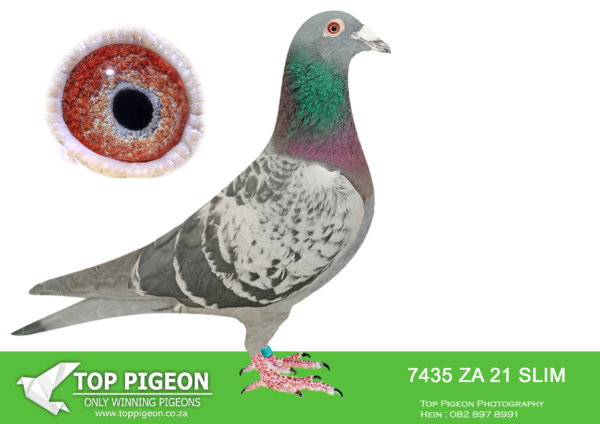 .LOT 9 PIETER BEKKER -ZA 21 SLIM 7435 –