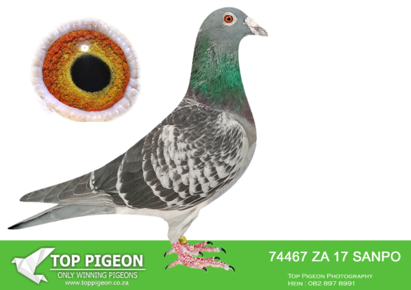 LOT 26 JACO BUCKLE MDTC AUCTION 2 -ZA 17 SANPO 74467 –