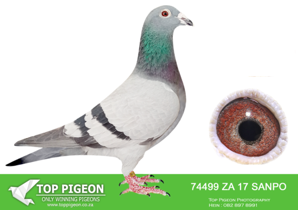 LOT 10 JACO BUCKLE MDTC AUCTION 1 -ZA 17 SANPO 74499 -“LOSTRIS” & ZA 17 SANPO 74455 “GUINEVERE” WERE THE FIRST 2 OFFSPRING – BRED FOR STOCK FROM “ASHANTI” ZA 16 PWF 5515 AND HIS NEST SISTER “DONSIE” ZA 16 PWF 5514. “LOSTRIS” WAS BRED TO ZA 18 PWF 22645 “NO 2” (A COCK I’VE BRED FROM UNKNOWN PIGEONS AND TESTED ON MY MILLION DOLLAR TEST RACE – MDTR 2019, HE WAS THE EQUAL WINNER (MDTR) 2019). “LOSTRIS” & “NO 2” PRODUCED ZA 19 PRPC 19372 “VENI VIDI VICI” THAT IN TURN WAS THE WINNER OF MY MILLION DOLLAR TEST RACE (MDTR) 2020 THE FOLLOWING YEAR. SHE IS MOTHER TO: ZA 19 PRPC 19372 “VENI VIDI VICI” Alias “NO 1” – COCK TO: “THE SUPREME PAIR”. SHE IS GRANDMOTHER TO: DV 20 0414 1247 “SUPRE-MISSY” – DAM: “SUPREMACY LEGACY PAIR” THE PROGENY OF “THE SUPREME PAIR” & “SUPREMACY LEGACY PAIR” TO DATE, HAS WON MORE THAN $170 000 USD – (SEE PROGENY REGISTER – JACO BUCKLE OLR STRAIN) DURING 2024 “LOSTRIS” WAS BRED TO HER OWN SON ” ZA 19 PRPC 19372 “VENI VIDI VICI” Alias “NO 1” – COCK TO: “THE SUPREME PAIR”, FOR STOCK AND THEY PRODUCED 6 OFFSPRING .SEE PEDIGREE!!!!