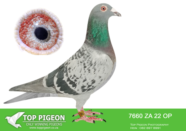 LOT 15 END AUGUST – ZA 22 OP 7660 -2ND ACE PIGEON KAROO MILLION 44TH KAROO MILLION BARCELONA 38TH KAROO MILLION FINAL 11TH KAROO HOTSPОТ 5 48TH KAROO HOTSPOT 4 66TH KAROO MILLION HOTSPOT 3 30TH KAROO MILLION HOTSPOT 2————SIREBE14-6241678 ALIAS: “MR VAN DYK” Was bought at SAMDPR by Yanni Olivier Sire and Grandsire to Many Top Racers at Union Top Level and Proven Ace Bird breeder for Wazeir Loft..———–DAM:096 ZA ATN 22 Strain: Gaby Vandenabeele Color: Blue Check .SEE PEDIGREE!!!