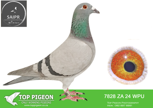 LOT 58 SAIPR OLR – Team Mauritius- za wpu 24 7828*** · Sakkie -SIRE:3411 BPFD 19 . TOM LOCK/SABLON.———–DAM:3760 WPUD 15 . KOOPMAN/PUTTERIE.SEE PEDIGREE!!!