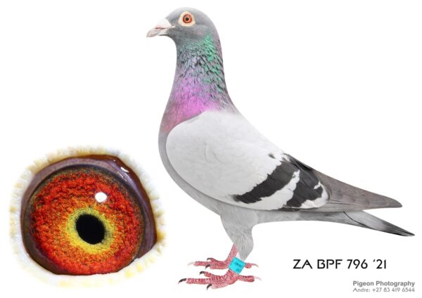 .LOT 5 TSUNAMI LOFTS -ZA 21 BPF 796 -SIRE:1485 ZA 19 BPF. TOM LOCK SUPER PAIR. THIS IS A DIRECT GRANDSON TO FAMOUS “OOGAPPEL HEN”.———–Dam: 14810 ZA 15 Colour: BB FINE DESIGN . 810 SABLON COLLECTION. DIRECT CHILD TO “BOYTJIE”(SOLD FOR R52 000.00) AND “JBM’S GIRL” (SOLD FOR R86 000.00) . INBRED AND LINEBRED TO SUPERBREEDER “810” & “970” BRED FOR STOCK DAM TO JBM`S “DAILY LOTTERY” 2017 ENTRY SAPIR INT. ONE DAY LOFT RACE FOR JBM HERTZOG 2ND (EQUAL WINNER WALKED IN SECOND) HOT SPOT 3 1/09/17 -1650.9394 M/MIN -370KM.SEE PEDIGREE!!!