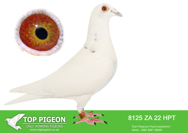 .LOT 9 MUNNIK BOTHA -8125  ZA 22 HPT –