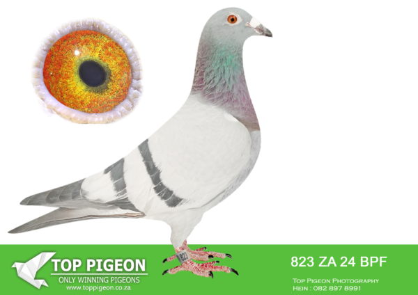 .LOT 6 TSUNAMI LOFTS -ZA 24 BPF 823 -SIRE:80 PWF 23 . DOUBLE TROUBLE. SUPER INBRED SABLON.———DAM: ZA 21 BPF 4683 . BRED DIRECTLY OUT OF SUPER BREEDER “FINE DESIGN:.SEE PEDIGREE!!!