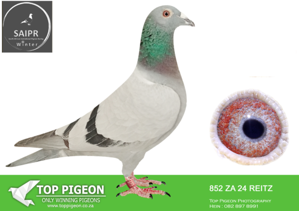LOT 89 SAIPR OLR – Johan Smalberger- ZA REITZ 852 2025*** –