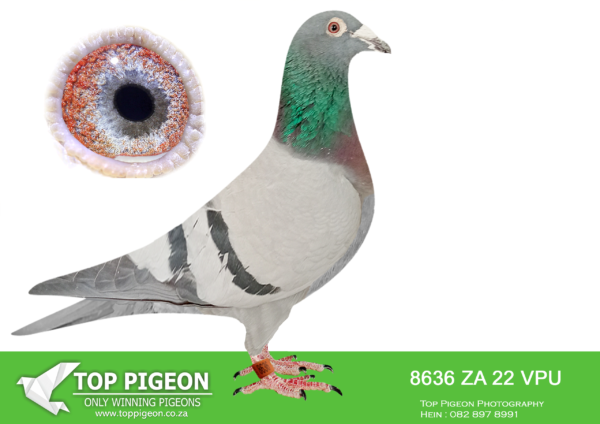 .LOT 8 TSUNAMI LOFTS -ZA 22 VPU 8636 -SIRE:ZA 16 CYRIL’S 2878.R80 000.00 GOLD MEDAL LINE.DOUBLE GRANDSON TO SUPER BREEDER R80 000.00 TOM LOCK COCK.———–DAM:ZA 13 NRB 0564. TOM LOCK.BRED FROM THE BEST TOM LOCK LINE OF OUT OF AFRICA LOFTS.SEE PEDIGREE!!!