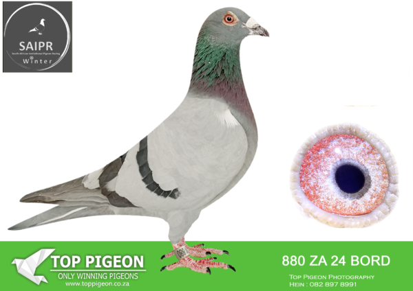 LOT 39 SAIPR OLR – East of Eden- za bord 24 880*** –