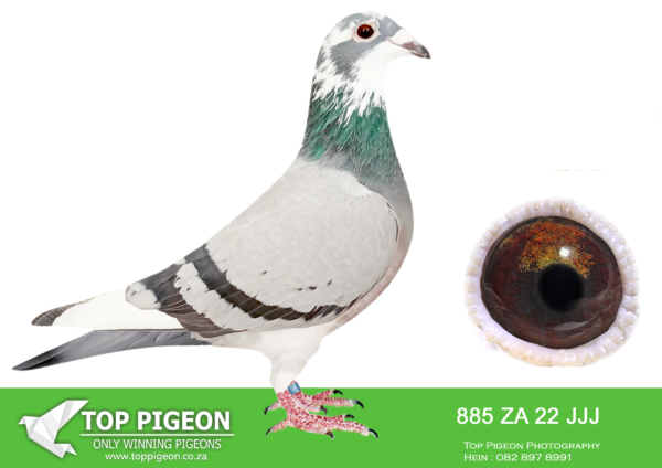 LOT 45 JACO BUCKLE MDTC AUCTION 1 – ZA 22 JJJ 885 -“HUSSEIN” X “APALOOSA” INBRED VAN DEN BULCK KITTEL, BRED TO MOTHER TO: ZA 19 PRPC 14647 “WILLEM” – SANPO 2021 DBL SILVER MEDAL WINNER & BREEDING COCK: “SUPREMACY LEGACY PAIR”——————SIRE ZA 21 TRPF 1459 “HUSSEIN” INBRED KITTEL STRAIN DEON SWANEPOEL BB W/F BELG 13 6139803 “KITTEL” World famous “Kittel” was 1 National ACE bird KBDB 2013. He had the best coefficient ever in the history of KBDB Belgium Short distance.——————-DAM ZA 15 PWFD 2083 “APALOOSA” DE RAUW SABLON/OSWALD/SLIMME/DE NORRE/JANSEN/VAN RIEL 14 PRIZES – PRETORIA FEDERATION 3 PRIZES TOP 10% FEDERATION. MOTHER TO: ZA 19 PRPC 14647 “WILLEM” BREEDING COCK: “SUPREMACY LEGACY PAIR” BEST BIRD – MIDDLE DISTANCE 2021 PRETORIA FEDERATION. BEST BIRD – MIDDLE DISTANCE 2021 GAUTENG WEST COMBINE. OVERALL – SANPO DOUBLE SILVER MEDAL WINNER – MIDDLE DISTANCE 2021 SOUTH AFRICA.SEE PEDIGREE!!!