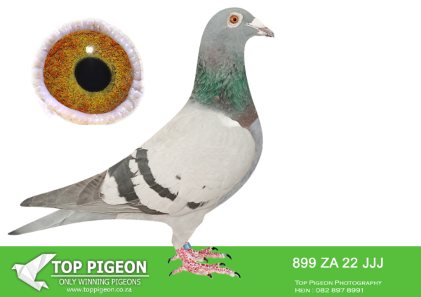 LOT 59 JACO BUCKLE MDTC AUCTION 1 -ZA 22 JJJ 899 -“HUSSEIN” X “APALOOSA” INBRED VAN DEN BULCK KITTEL, BRED TO MOTHER TO: ZA 19 PRPC 14647 “WILLEM” – SANPO 2021 DBL SILVER MEDAL WINNER & BREEDING COCK: “SUPREMACY LEGACY PAIR”———————-SIRE ZA 21 TRPF 1459 “HUSSEIN” INBRED KITTEL STRAIN DEON SWANEPOEL BB W/F BELG 13 6139803 “KITTEL” World famous “Kittel” was 1 National ACE bird KBDB 2013. He had the best coefficient ever in the history of KBDB Belgium Short distance.——————-DAM ZA 15 PWFD 2083 “APALOOSA” DE RAUW SABLON/OSWALD/SLIMME/DE NORRE/JANSEN/VAN RIEL 14 PRIZES – PRETORIA FEDERATION 3 PRIZES TOP 10% FEDERATION. MOTHER TO: ZA 19 PRPC 14647 “WILLEM” BREEDING COCK: “SUPREMACY LEGACY PAIR” BEST BIRD – MIDDLE DISTANCE 2021 PRETORIA FEDERATION. BEST BIRD – MIDDLE DISTANCE 2021 GAUTENG WEST COMBINE. OVERALL – SANPO DOUBLE SILVER MEDAL WINNER – MIDDLE DISTANCE 2021 SOUTH AFRICA.SEE PEDIGREE!!!