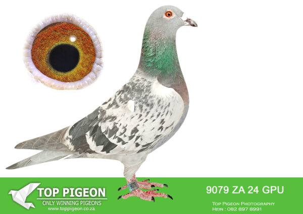 .LOT 6 DANIE SCHOLTZ / JACO FAUL – 9079 ZA 24 GPU -SIRE:7932 ZA 22 HPT .Alias “MANNY PACQIAO” Strain: Danie Scholtz Color: Blue Bar ZA HPT 7932 ’22 “MANNY PACQIAO” direct son to BOYTJIE x JBM’s GIRL. Full brother to ROCKY who bred ZA BPF/D 6986 ’19 “PILOT EYE” 4th ACE bird OLR Dinokeng 2020 and 8th Barzalona race, Gariep Dam, 624km, 985 m/min. ROCKY is grandfather to ZA BPF 934 ’21 MISS NAVIGATOR, Bakkie Winner at OLR Dinokeng 2021, Barzalona race, Hanover, 1052 m/min. ROCKY is grandfather to ZA BPF 992 STORM CHASER, Dinokeng OLR Final—————DAM: 6190 ZA 21 NKHPT.Alias “MR WORLD X SUPER R80 000” Strain: J Faul & DJ Scholtz Color: Blue Check Bred for stock from our best Tom Lock’s.SEE PEDIGREE!!!