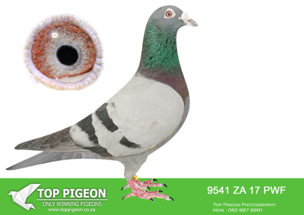 LOT 25 JACO BUCKLE MDTC AUCTION 2 -ZA 17 PWF 9541 –