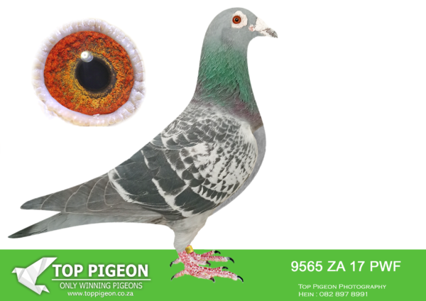 LOT 22 JACO BUCKLE MDTC AUCTION 2 -ZA 17 PWF 9565 –