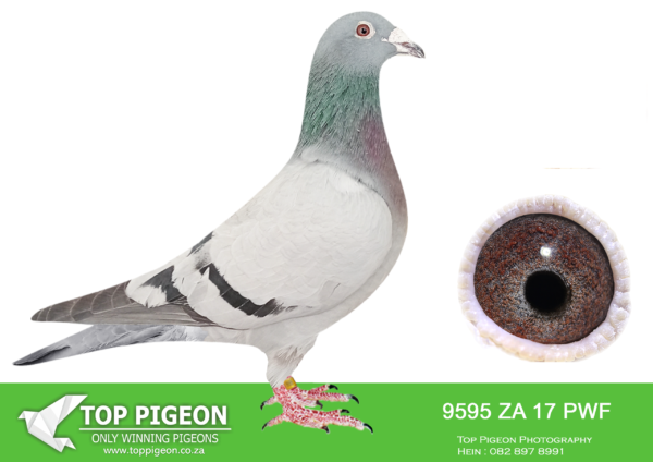 LOT 36 JACO BUCKLE MDTC AUCTION 1 -ZA 17 PWF 9595 -“ANNELINE” (VERY GOOD BREEDING HEN – 100% KLEMENS STRAIN) MOTHER TO: SUPER BREEDING HEN “ALI’CIA ZA 19 PRPC 19321 (ALSO ON AUCTION)————————SIRE CZ 12-0221-616 “MIRY” KLEMENS Half Brother to: “ALI” Winner SCMDPR 2010 FOUNDATION COCK GRANDFATHER TO: ZA 16 PWF 5505 “VICTORIA SECRET” G/GRAND FATHER TO: “THE SUPREME PAIR” ZA 19 PRPC 19345 “VICTORIANA” 3 rd 2020 MILLION DOLLAR TEST RACE. NOTES: THE KLEMENS STRAIN IS 50% PART IN THE SUCCESS TO BREED THE JACO BUCKLE MDTC OLR SUMMER STRAIN – BUILD FOR TOUGH, HARD & HOT RACES & THE OFFSPRING MATURE QUICKLY. HENS BREED UP TO 11 YEARS OF AGE AS IN THE CASE OF “HUGO K”.—————–DAM CZ 12-0221-492 “HUGO K” 302nd SCMDPR Final Race 2013 KLEMENS FOUNDATION HEN GRANDMOTHER TO: ZA 16 PWF 5505 “VICTORIA SECRET” G/GRAND MOTHER TO: “THE SUPREME PAIR” ZA 19 PRPC 19345 “VICTORIANA” 3 rd 2020 MILLION DOLLAR TEST RACE. NOTES: THE KLEMENS STRAIN IS 50% PART IN THE SUCCESS TO BREED THE JACO BUCKLE MDTC OLR SUMMER STRAIN – BUILD FOR TOUGH, HARD & HOT RACES & THE OFFSPRING MATURE QUICKLY. HENS BREED UP TO 11 YEARS OF AGE AS IN THE CASE OF “HUGO K”.SEE PEDIGREE!!!!