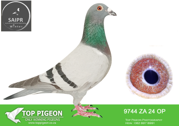 Z..LOT 116 SAIPR OLR – JP Cilliers- za op 24 9744*** -FULL SIBLING ZA 903 `24 GAMTOOS: 2ND PLACE IN FINAL SAIPR WINTER SERIES 24 WON R 240 000————-SIRE:19934 OP `20.STRAIN: HOUBEN – CLAUSING COLOR: BB SIRE OF DIAZ FINAL RACE WINNER FOR JOHANN GROBELAAR 2022 AND GRANDSIRE OF THE 7TH DIAZ FINAL WINNER 2023 & ACE LONG DISTANCE.————DAM:ZA OP 20 19592.ALIAS: GROBBIES STRAIN: ALFONDS KLAAS COLOR: BB W/F FLEW IN GAMTOOS FEDERATION 2021 AS FOLLOWS: 37TH, 5TH, 56TH, 12TH, 15TH, 16TH, 3RD, 52ND. 7 RACES IN 7 WEEKS 15TH BEST BIRD IN 2021 FLEW IN GAMTOOS FEDERATION 2022 AS FOLLOWS: 14TH, 97TH, 59TH, 29TH, 2ND AND 141ST. ON 30/07/2022 SHE AND HER LOFT MATE 21/30645 FLEW THE GAMTOOS FED AWAY WITH 30 MINUTES FROM MTHATHA, 452KM.SEE PEDIGREE!!