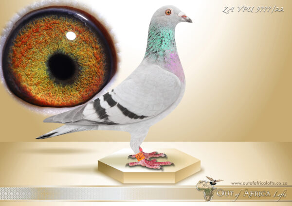 .LOT 4 TSUNAMI LOFTS -ZA 22 VPU 9777 -In this hens genes we find SANPO BRONZE AND GOLD MIDDLE DISTANCE AND SANPO GOLD LONG DISTANCE 1/2 sister to o.a. ZA OERF 10464/16 – SUPERBREEDER! Dam to Ace Pigeons and multiple Fededration winners! Dam to: ZA DVNH 207/18 – SUPER RACER! -4 x Winner! 3rd Overall OVRF Ace Pigeon!! & 1st Ace Middle Distance OVRFederation 2020 Linebred to Gggdam to 1st Final, 1st Ace Dinokeng 2019 and 1st Dinokeng,2nd Ace 2023, Gdam to 1st Carnival final, 1st Ace Long Distance 2018 ZA TRPF 19318/09 – 4 X Winner & 1st National Ace Pigeon L/D 2011. Raced and scored 15/15 races in 2011 season.Long Distance SANPO GOLD MEDAL 2011. SEE PEDIGREE!!!