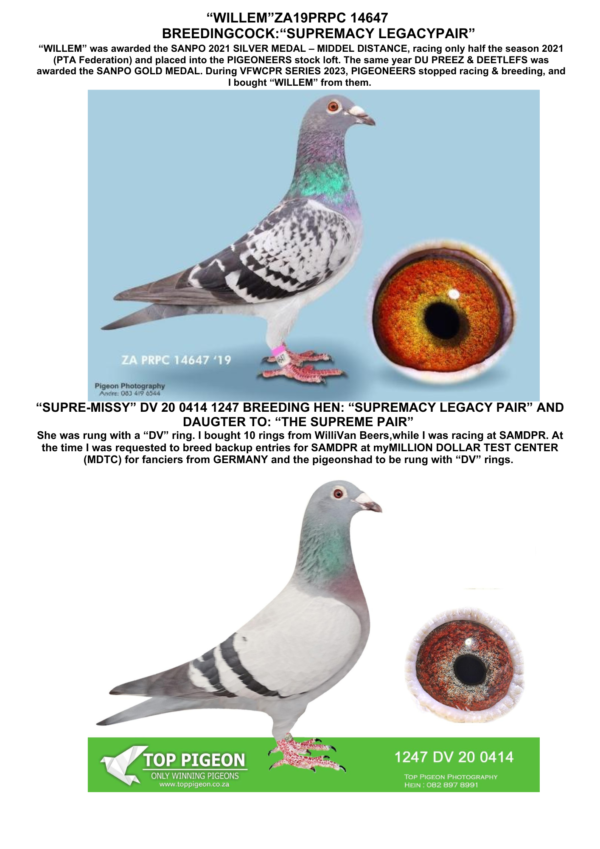 .LOT 5 JACO BUCKLE MDTC AUCTION 1 -ZA 19 PRPC 14647 COCK + DV 20 0414 1247 HEN -(THIS LOT ARE TO BE SOLD AS A CLICK PAIR)“SUPREMACY LEGACY PAIR”, A ONCE IN A LIFETIME OPPORTUNITY TO BUY THE BEST “CLICK PAIR” EVER! THE CHILDREN AND PROGENY OF THIS PAIR HAS TO DATE WON OVER $150 000 USD – ZAR 2,7 MILLION, ON DIFFERENT INTENATIONAL OLR’S. THIS IS A VERY YOUNG PAIR AND IN 2 YEARS (2023 & 2025 VFWCPR) HAS PRODUCED ALL THESE OFFSPRING WITH A HIT RATE OF 65-75% ON THE FINALS AT VFWCPR. THIS PAIR PRODUCED OFFSPRING THAT PERFORMED EXTREMELY WELL ON 2 DIFFERENT SERIES AT VFWCPR 2023 & 2025: RUNNER UP 2nd POS, 82nd & 260th- VFWCPR 2025: 18th & 38th . Jaco Buckle MDTC is only 1 of 2 RSA Participants to reach Top 2 in the history of VFWCPR!SEE PEDIGREES!!!!