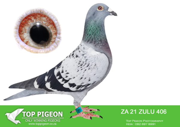 .LOT 3 TSUNAMI LOFTS -ZA 21 ZULU 406 –8th Ace KZN Natal YB series 2022————-SIRE:ZA 19 ZULU 2334 (SOLD FOR R24 000.00 ON TOPPIGEON)-Dinokeng Entry – 2nd place Barzalona 2020. Full brother to ROYAL STAR – ZULU 0252/18 – 4th place (equal winner) 2019 Barzalona race, ZA 10830/16 – 2018 SANPO double gold long distance (Bred by Badenhorst Lofts raced by Alwyn Bester). This pair has bred us long list of club, Zululand combine and KZN combine winners and exceptional one loft racers. ZULU 2334/19 is sire to Pixie Carnival Kroonstad race winner, 2nd Glen race – Carnival entry 2023, Kroonstad Activation race 1st, Gren race 2nd, Trompsburg race 1st , Heilbron training 12th, Terreblanch training 2nd, Koppies training 6th. SUPER BREEDER IN MAKING.————–DAM:90629 18 ZA.Alias “Miss Wittekopje” Strain: VRC Color: Blue Bar Pied Bred by Alwyn Bester. linebred to Out of Africa lofts foundation VRC pigeons. The hen has some of the very best VRC one loft genetics in South Africa.SEE PEDIGREE!!!!