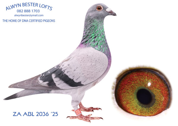 .LOT 5 ALWYN BESTER – 2036 ZA 25 ABL – This will be the only cock bred from my “GOED GRIJS” cock mated to “AMIRA”  (SOLD FOR R252 000.00 ON TOPPIGEON)—————–SIRE: 8212743 NLD 24 .Alias “DOUBLE GOED GRIJS 43” Strain: Gebr A & B Leideman Color: Blue Bar Bred from half brother and sister mating back to GOED GRIJS. 43’s Parents are bred from super performing pigeons. 998 is bred from CRACK 19 mated to GOED GRIJS GRIZZLE STAR is bred from OLYMPIC WOLFGANG mated to GOED GRIJS..————–DAM:643 ZA 22 ABL.Alias “AMIRA” (SOLD FOR R252000.00 ON TOPPIGEON) Strain: Alwyn Bester Color: Blue Bar 1st SANPO OVERALL DISTANCES (2001+) pigeons 2024 2nd SANPO MIDDLE DISTANCE (2001+) pigeons 2024 3rd SANPO SHORT DISTANCE (2001+) pigeons 2024 2nd FCI SANPO OVERALL DISTANCES  2024 4 x PTA UNION winner. (9 x Club winner 2023-2024).SEE PEDIGREE!!!!