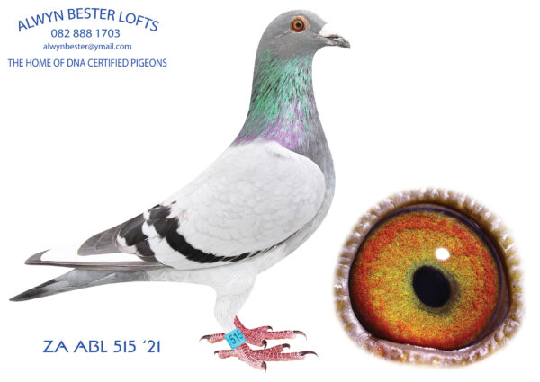 .LOT 7 ALWYN BESTER – 515 ZA 21 ABL – Last son from “Golden Jewel”. This cock will become a super breeder, straight to the stockloft. This is a super mating.—————SIRE:16089 ZA 09 THU .Alias “Golden Jewel” Strain: Inbred Super Pair Tom Loc Color: BlueBar W/F Pied Top Breeder.Sire to top winners so far: 00130/10 12th Ace Bird THU Y/B Series 1st club,1st division,4th union Dewetsdorp 02852/11 3 x club,2 x division,equal combine winner. 05407/11,3rd club,3rd division,5th THU Y/B Trompsburg.—————-DAM:00712 ZA 12 GRPA.Alias “LADY CARELLY R50 000 Hen” Strain: GOLDEN CARELLY Color: Blue Bar Direct daughter to the famous “Golden Carelly”. She is a super handling hen and is dam to a couple of winners for several fanciers. She bred champions with different cocks. “Lady Carelly” is a fantastic pigeon with great balance and a super wing. Definitely a hen who will be an asset to any loft. SUPER GENES.SEE PEDIGREE!!!