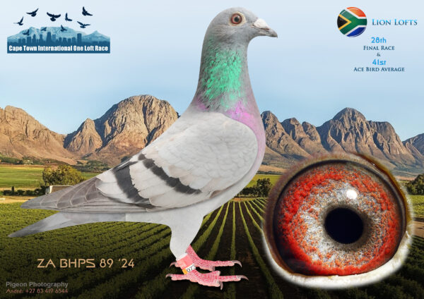 LOT 15 CAPE TOWN WINTER-Lion Lofts-ZA-BHPS-25-89 –