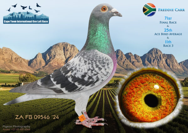 LOT 29 CAPE TOWN WINTER-Freddie Carr-ZA-FB-24-09546 –