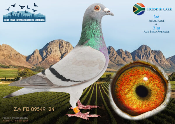 .LOT 3 CAPE TOWN WINTER-Freddie Carr -ZA-FB-24-09549 –