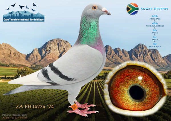 LOT 27 CAPE TOWN WINTER-Anwar Herbert-ZA-FB-24-14224 –