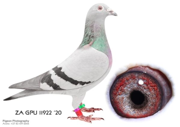 .LOT 9 DANIE SCHOLTZ / JACO FAUL – 11922 ZA 20 GPU –2nd Union, 8th Union, Club winner Boksburg Combined Racing Pigeon Club (BCRPC) 2021. Best Combine and Best YB MIDDLE DISTANCE GPU 2021————SIRE: ZA 15 GPU 13771 “DOUBLE CARELLY”. MY BEST CARELLY COCK BRED CLUB WINNER 4154 HANOVER DERBY 2018 . BRED BEST BIRD MIDDLE DISTANCE 2021.—— DAM:6906 ZA 18 GPU.Alias “BEST YB BCRPC 2019” BEST YB MIDDLE DISTANCE YB UNION BEST OVERALL LONGDISTANCE BIRD IN UNION DUBBEL WINNER BRED MORE WINNERS 6906 CHILDREN ALSO BREEDS WINNERS.SEE PEDIGREE!!