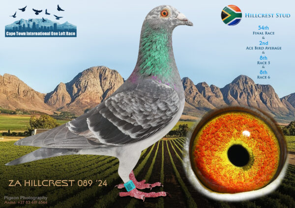 LOT 26 CAPE TOWN WINTER-Hillcrest Stud-ZA-HILLCREST-24-089 –